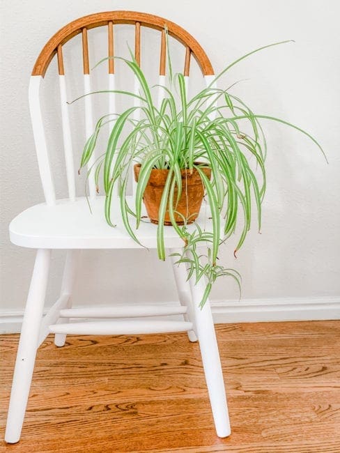 Partially painted white chair with small plant on the seat